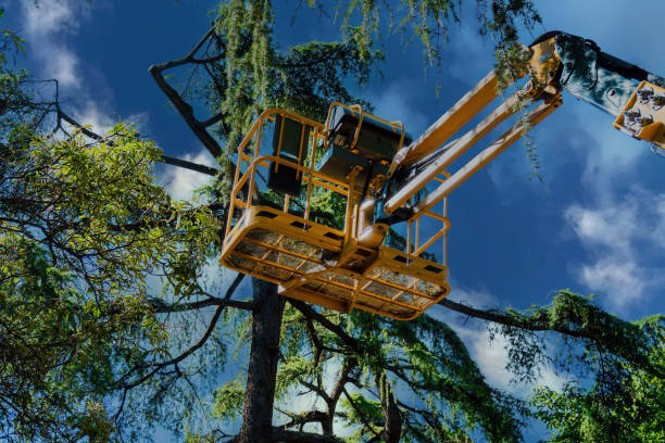 How Our Tree Care Process Works  in Broadview Park, FL